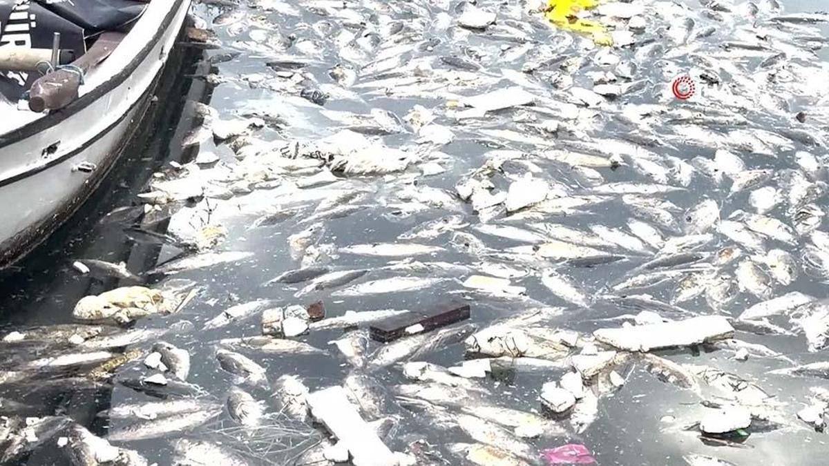 Pazar'da Palamut Bollaştı, Deniz Koku Yayıyor