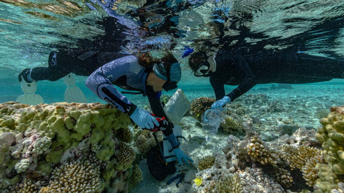 Rising Seas'e Karşı Adaların Doğal Gücü