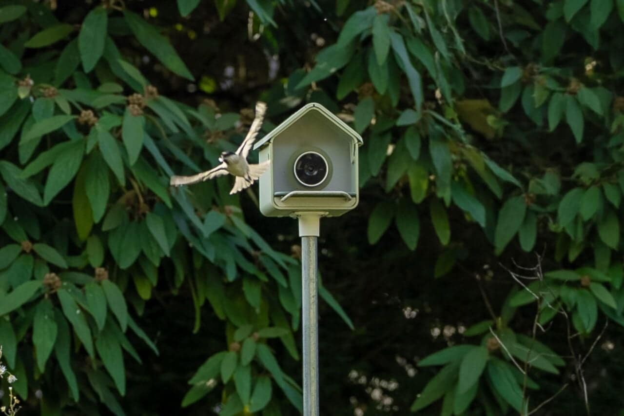 Birdbuddy Nook ve Home: 100 Dolardan Başlayan Yeni Kuş Kameraları Piyasada
