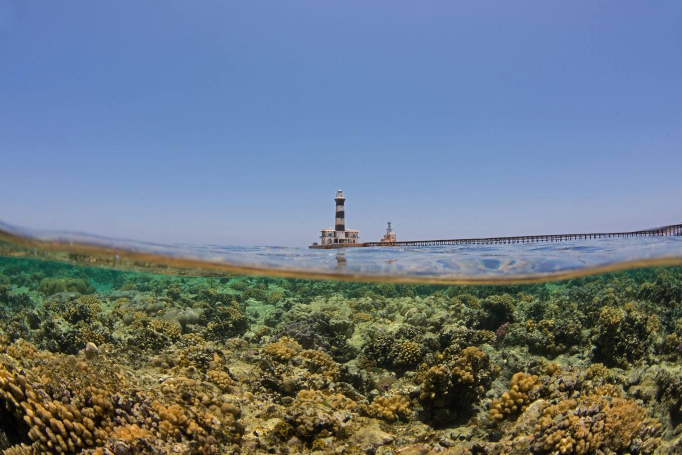 Kızıl Deniz Süper Mercanları 2024'te Berraklaşma Yaşadı